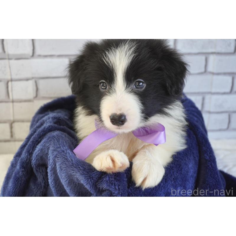 販売中の熊本県のボーダーコリー-456475の3枚目