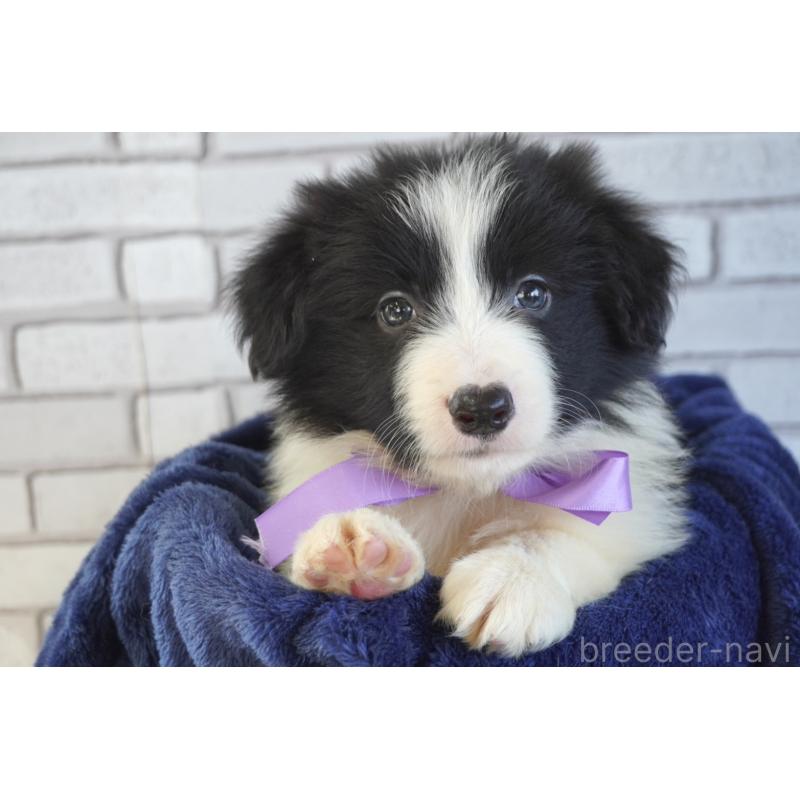 販売中の熊本県のボーダーコリー-456475の2枚目