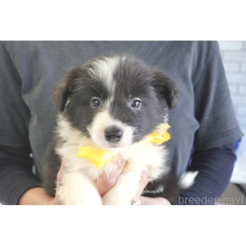 販売中の熊本県のボーダーコリー-456476の11枚目