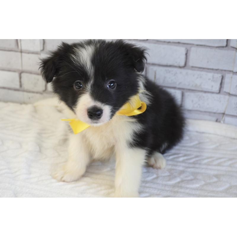 販売中の熊本県のボーダーコリー-456476の10枚目