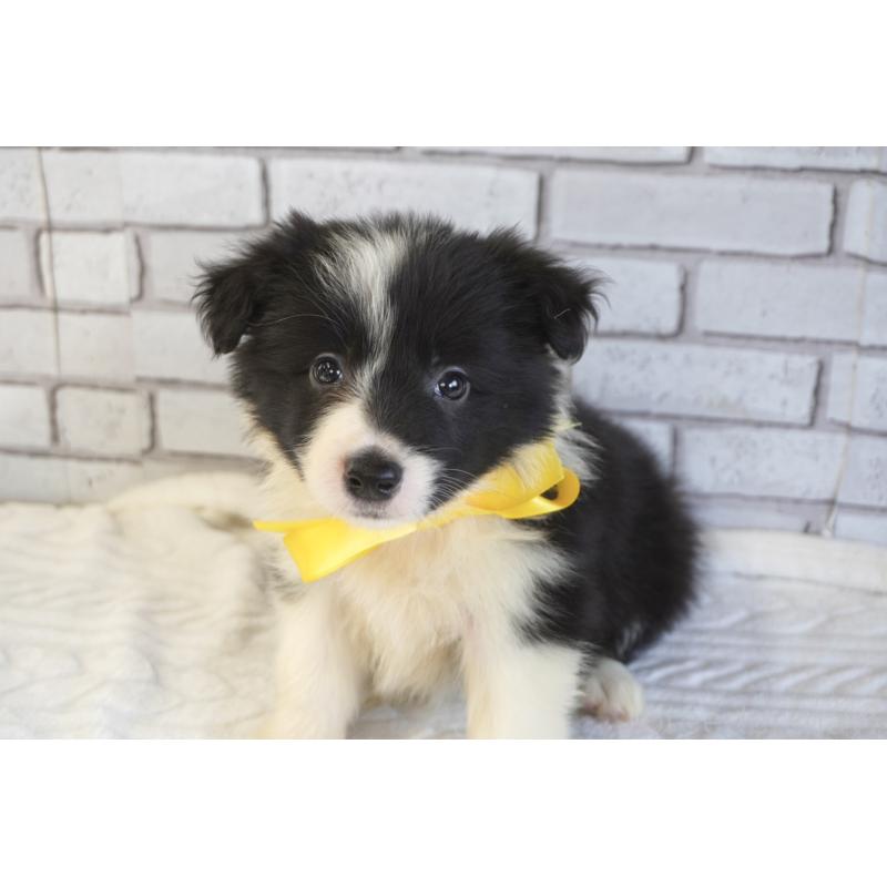 販売中の熊本県のボーダーコリー-456476の9枚目