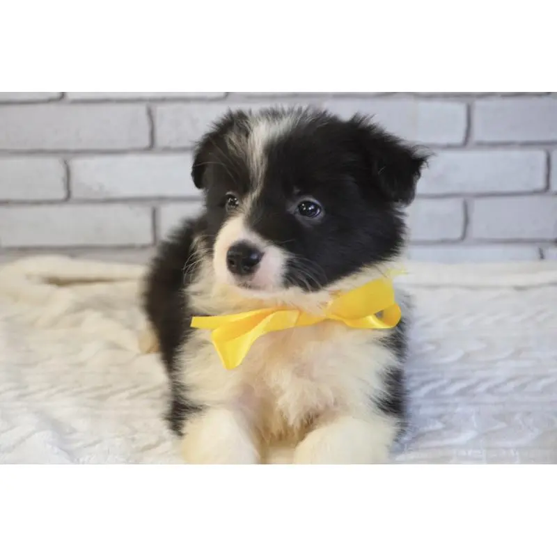 販売中の熊本県のボーダーコリー-456476の8枚目