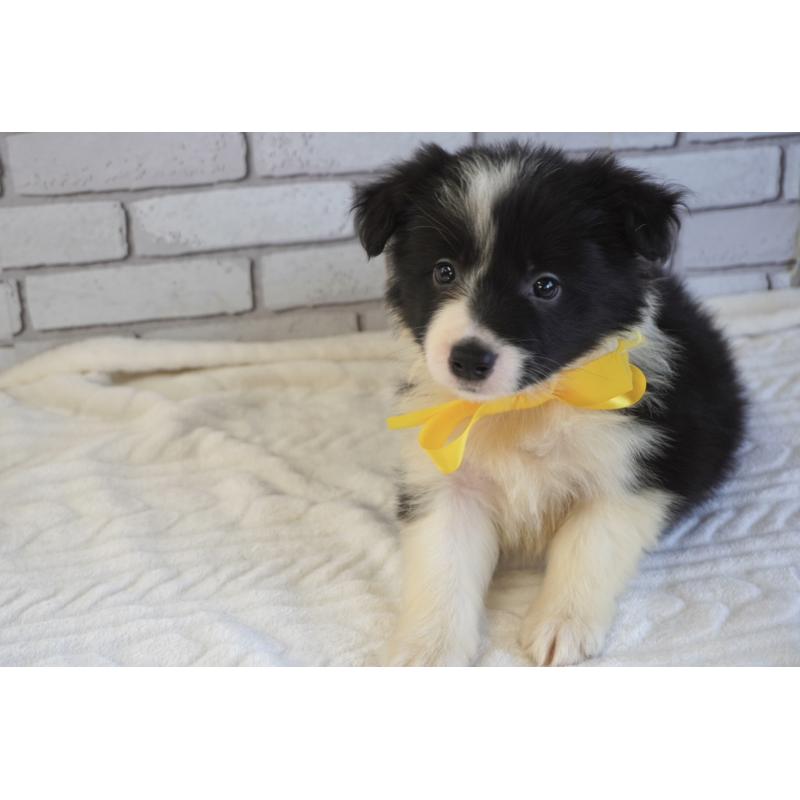 販売中の熊本県のボーダーコリー-456476の7枚目