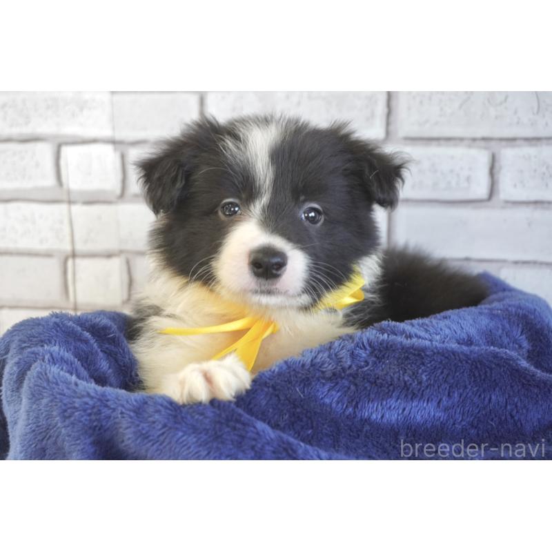 販売中の熊本県のボーダーコリー-456476の5枚目