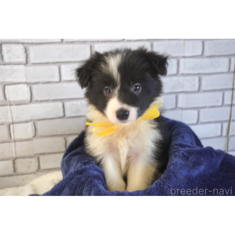 販売中の熊本県のボーダーコリー-456476の4枚目