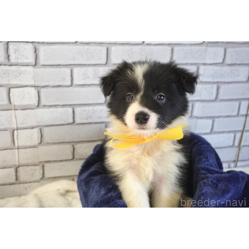 販売中の熊本県のボーダーコリー-456476の3枚目