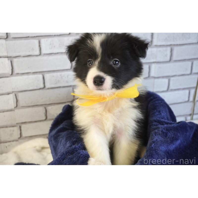 販売中の熊本県のボーダーコリー-456476の2枚目