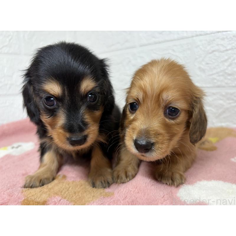 販売中の埼玉県のミニチュアダックスフンド(ロングヘアード)-456477の15枚目