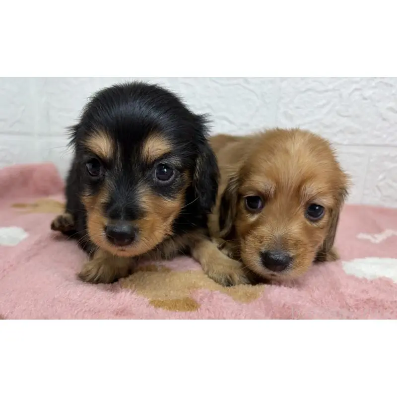 販売中の埼玉県のミニチュアダックスフンド(ロングヘアード)-456477の12枚目