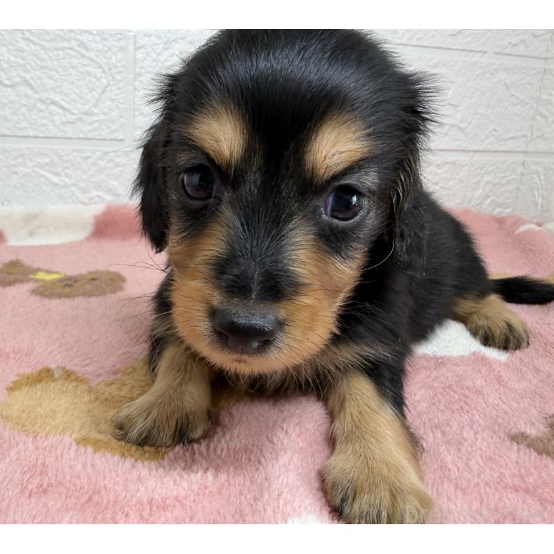 販売中の埼玉県のミニチュアダックスフンド(ロングヘアード)-456477の11枚目