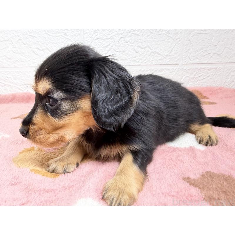 販売中の埼玉県のミニチュアダックスフンド(ロングヘアード)-456477の10枚目