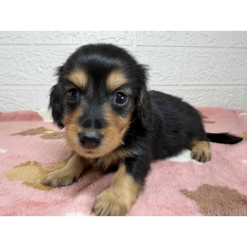 販売中の埼玉県のミニチュアダックスフンド(ロングヘアード)-456477の9枚目