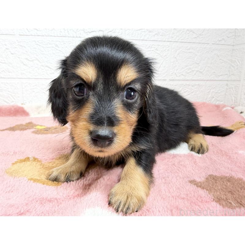 販売中の埼玉県のミニチュアダックスフンド(ロングヘアード)-456477の8枚目