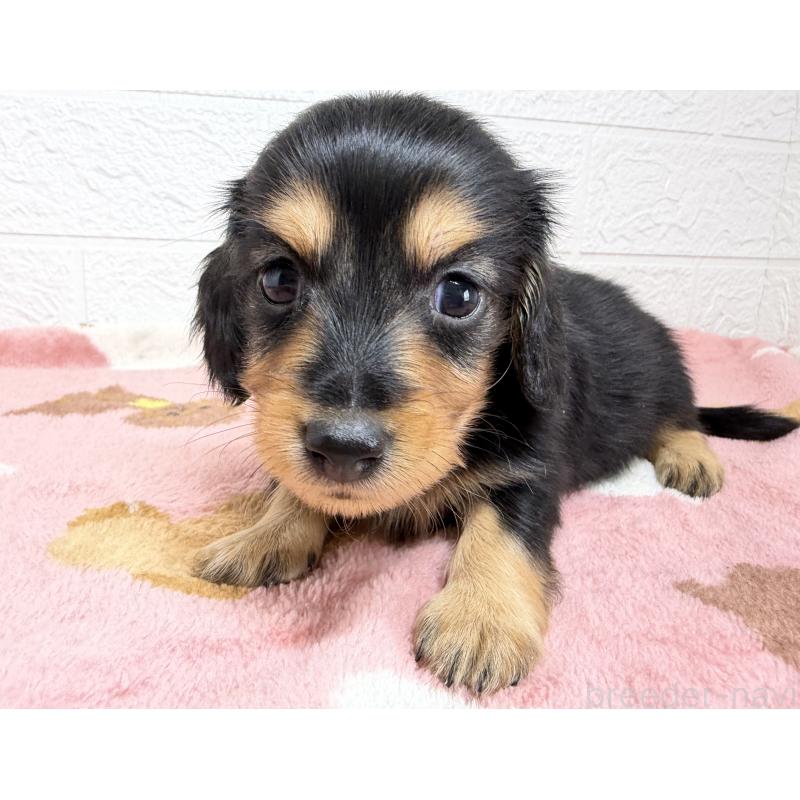 販売中の埼玉県のミニチュアダックスフンド(ロングヘアード)-456477の7枚目