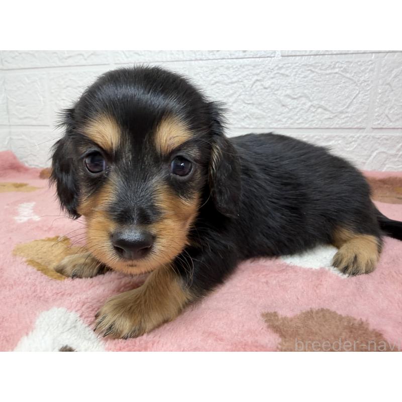 販売中の埼玉県のミニチュアダックスフンド(ロングヘアード)-456477の6枚目