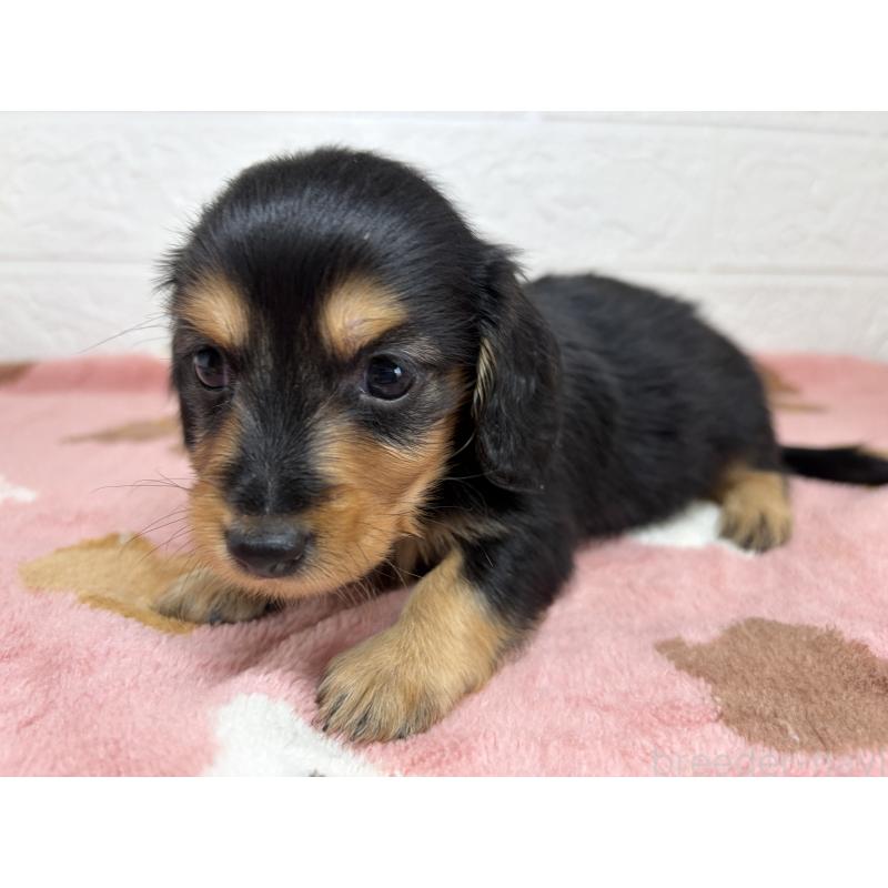 販売中の埼玉県のミニチュアダックスフンド(ロングヘアード)-456477の5枚目