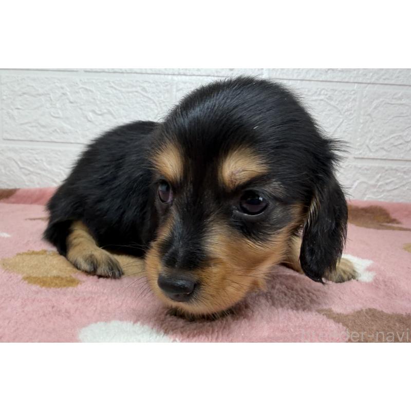 販売中の埼玉県のミニチュアダックスフンド(ロングヘアード)-456477の4枚目