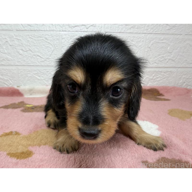 販売中の埼玉県のミニチュアダックスフンド(ロングヘアード)-456477の2枚目