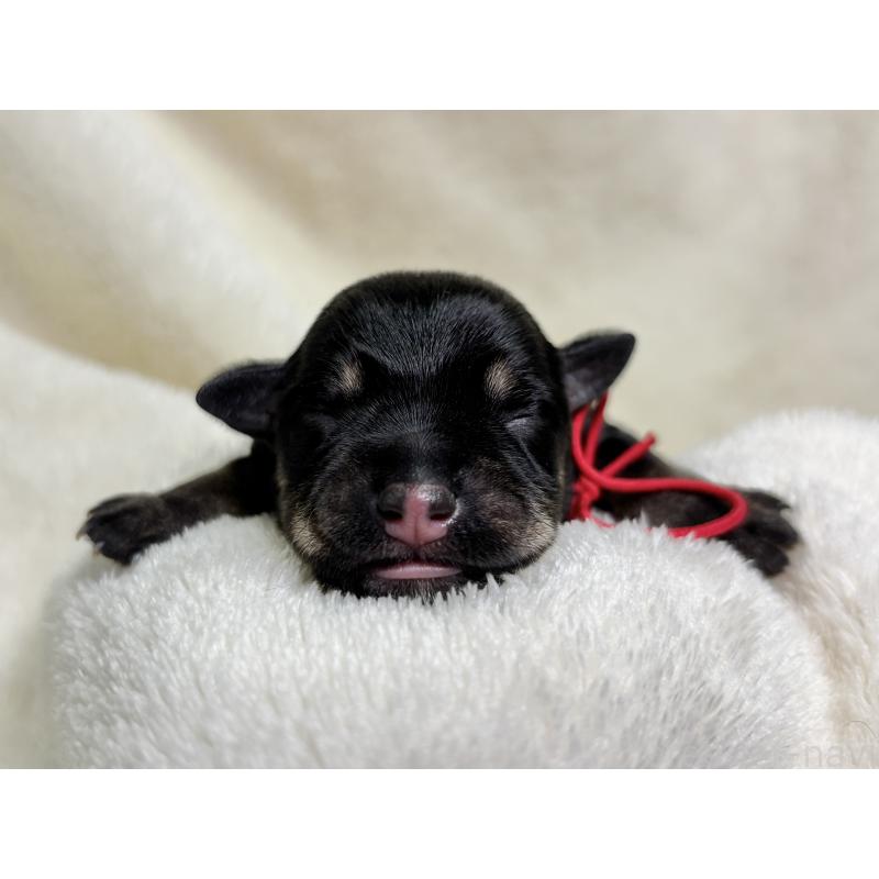 販売中の千葉県のミニチュアシュナウザー-456484の10枚目