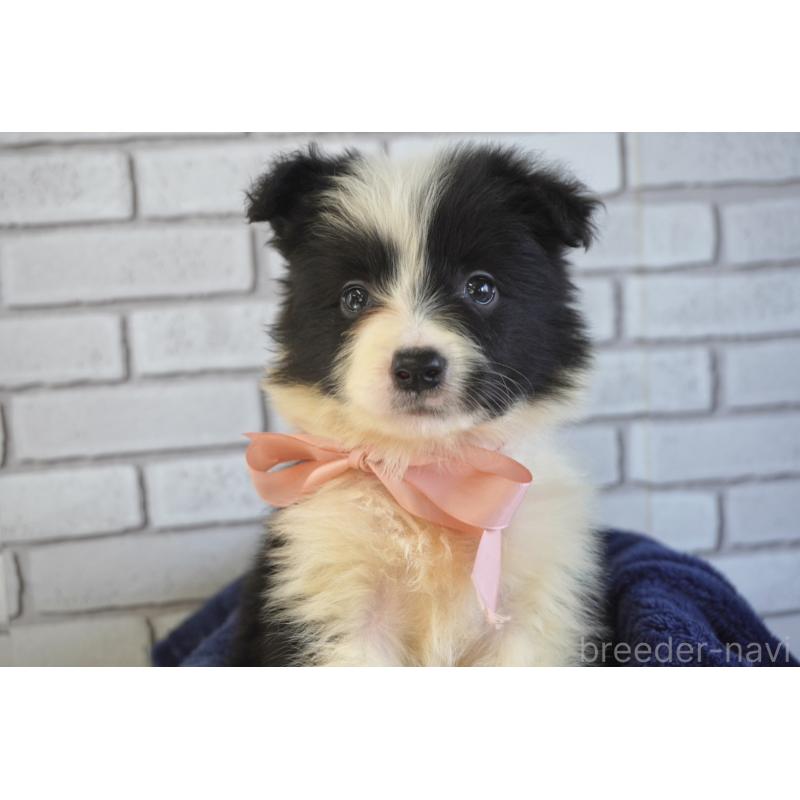 販売中の熊本県のボーダーコリー-456478の12枚目