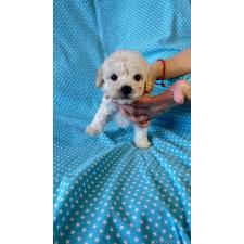 ♀︎ビションプー:ビションフリーゼ×トイプードル