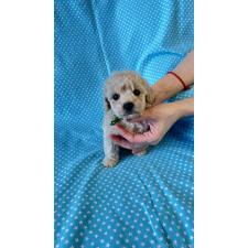 ♀︎ビションプー:ビションフリーゼ×トイプードル