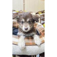 ♀︎ミックス犬