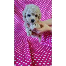 ♀︎ビションプー:ビションフリーゼ×トイプードル