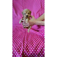 ♀︎ダップー:ミニチュアダックスフンド×トイプードル