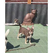 ♀︎チワワ(スムースコート)