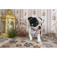 ♀︎チワワ(スムースコート)