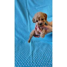 ♀︎ダップー:ミニチュアダックスフンド×トイプードル