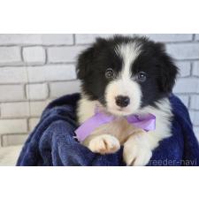 ♀︎ボーダーコリー