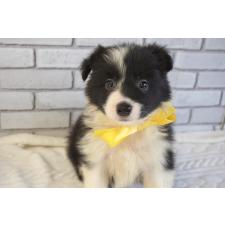 ♀︎ボーダーコリー