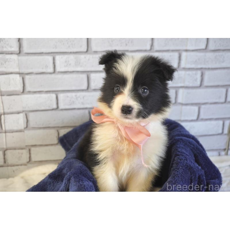 販売中の熊本県のボーダーコリー-456478の11枚目