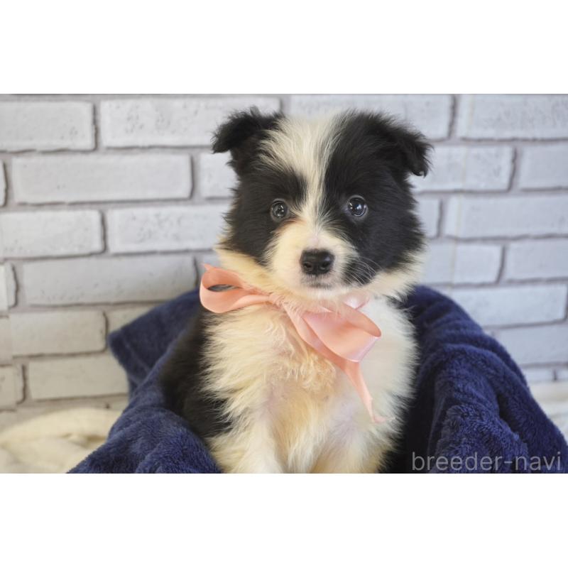 販売中の熊本県のボーダーコリー-456478の10枚目