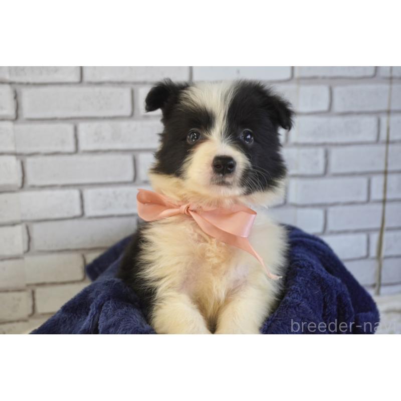 販売中の熊本県のボーダーコリー-456478の9枚目