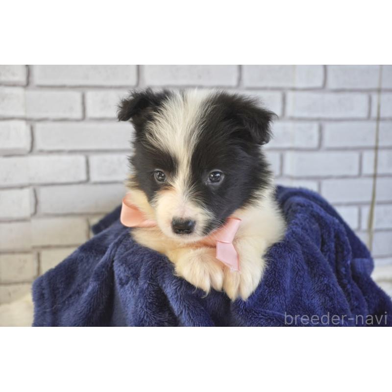 販売中の熊本県のボーダーコリー-456478の8枚目