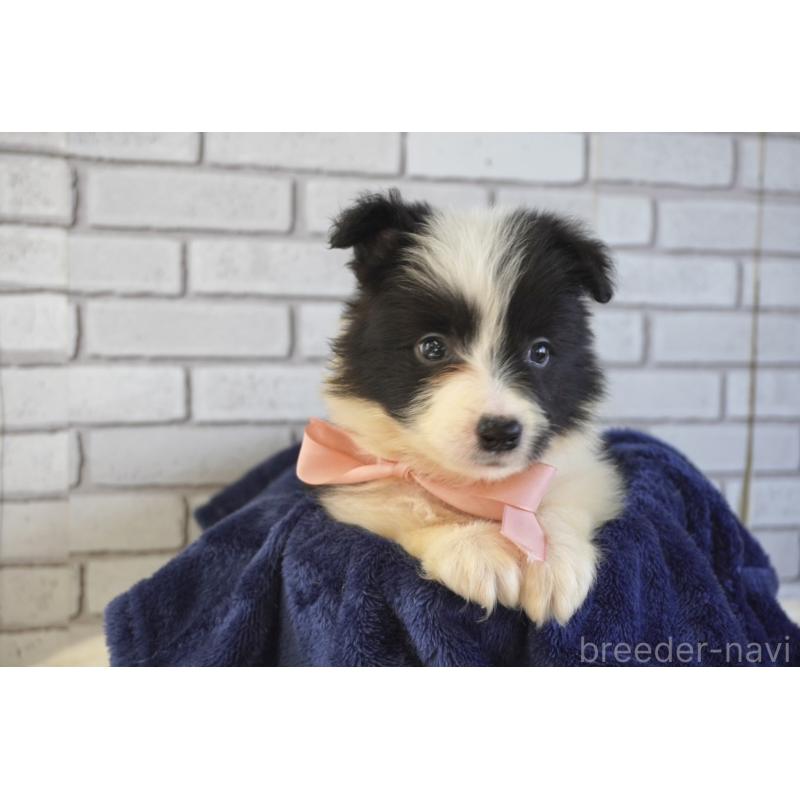 販売中の熊本県のボーダーコリー-456478の7枚目