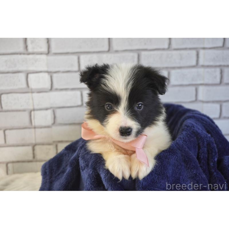 販売中の熊本県のボーダーコリー-456478の6枚目