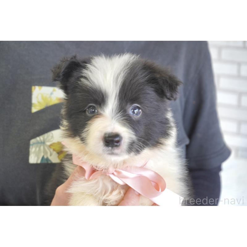 販売中の熊本県のボーダーコリー-456478の5枚目