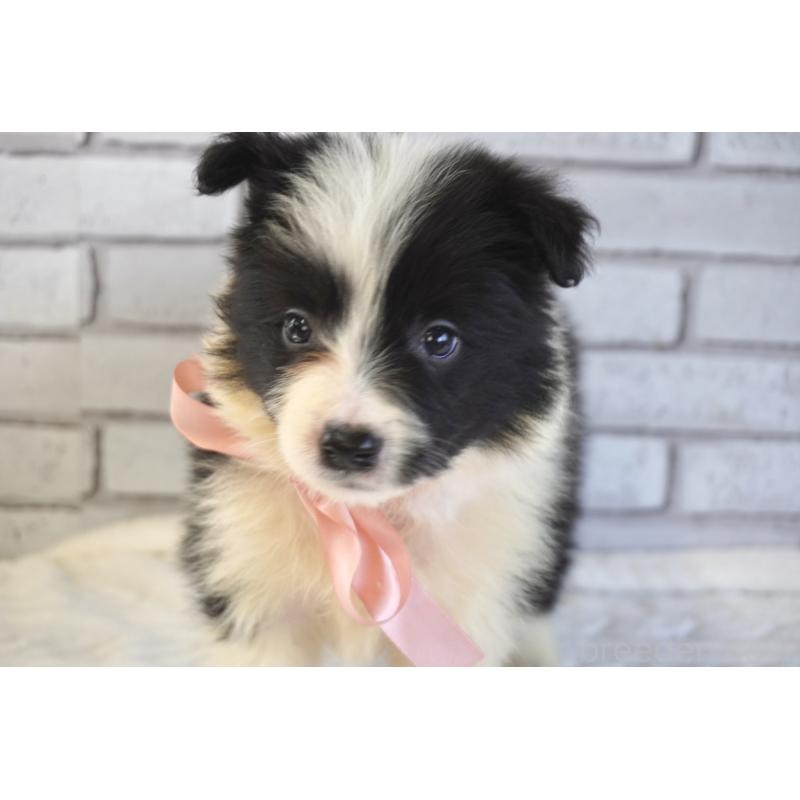 販売中の熊本県のボーダーコリー-456478の4枚目