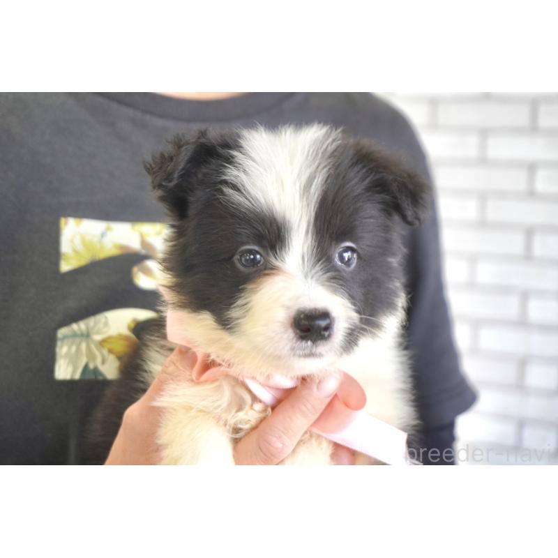 販売中の熊本県のボーダーコリー-456478の3枚目