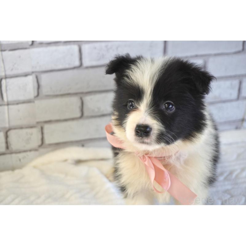 販売中の熊本県のボーダーコリー-456478の2枚目