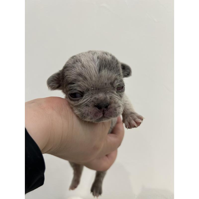 販売中の愛媛県のフレンチブルドッグ-456486の6枚目