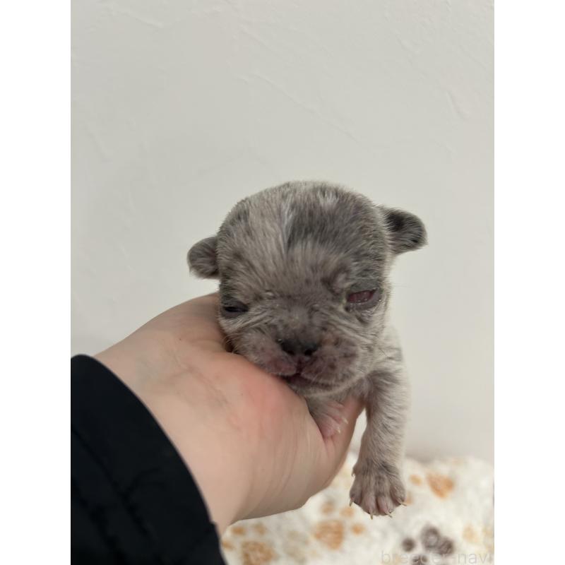 販売中の愛媛県のフレンチブルドッグ-456486の5枚目