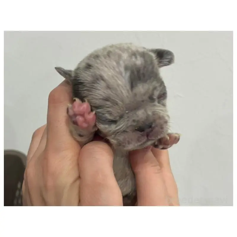 販売中の愛媛県のフレンチブルドッグ-456486の4枚目