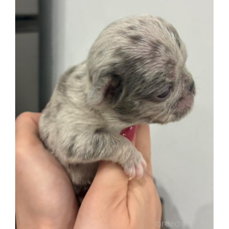 販売中の愛媛県のフレンチブルドッグ-456486の3枚目