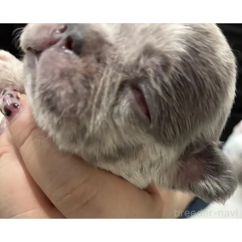 販売中の愛媛県のフレンチブルドッグ-456486の2枚目