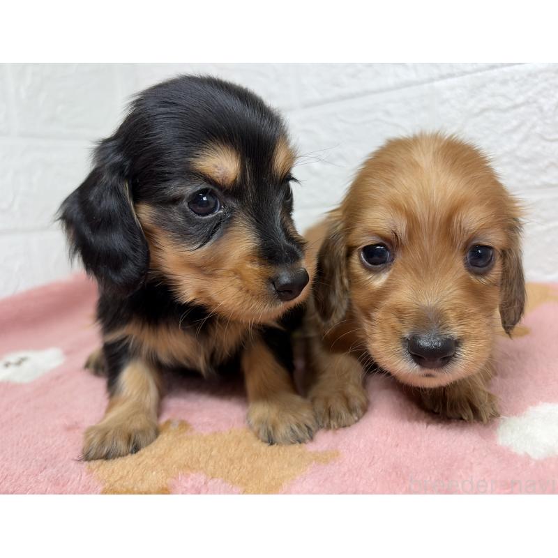 販売中の埼玉県のミニチュアダックスフンド(ロングヘアード)-456480の14枚目